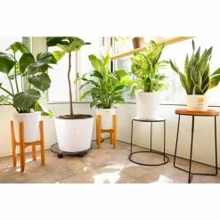 Vigoro 6 in. Grower's Choice Snake Plant (Sansevieria) in Small White Ribbed Plastic Decor Planter (2-Pack) -KANTE Sales vigoro indoor plants co sl07 3 vi wh 76 1000