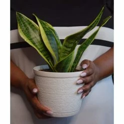 Vigoro 6 in. Grower's Choice Snake Plant (Sansevieria) in Small White Ribbed Plastic Decor Planter (2-Pack) -KANTE Sales vigoro indoor plants co sl07 3 vi wh a0 1000