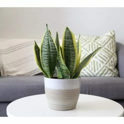 Vigoro 6 in. Grower's Choice Snake Plant (Sansevieria) in Small White Ribbed Plastic Decor Planter (2-Pack) -KANTE Sales vigoro indoor plants co sl07 3 vi wh c3 1000