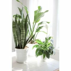 Vigoro 6 in. Grower's Choice Snake Plant (Sansevieria) in Small White Ribbed Plastic Decor Planter (2-Pack) -KANTE Sales vigoro indoor plants co sl07 3 vi wh fa 1000
