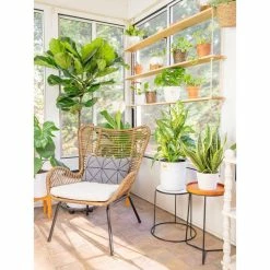 Vigoro 6 in. Peace Lily Indoor Plant in Small White Ribbed Plastic Decor Planter (2-Pack) 18 Vigoro 6 in. Peace Lily Indoor Plant in Small White Ribbed Plastic Decor Planter (2-Pack) -KANTE Sales vigoro indoor plants co sy06 3 vi wh 44 1000