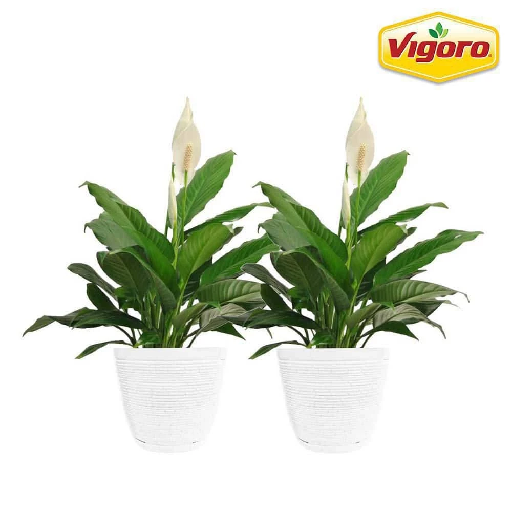 Vigoro 6 in. Peace Lily Indoor Plant in Small White Ribbed Plastic Decor Planter (2-Pack) 3 Vigoro 6 in. Peace Lily Indoor Plant in Small White Ribbed Plastic Decor Planter (2-Pack)
