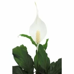 Vigoro 6 in. Peace Lily Indoor Plant in Small White Ribbed Plastic Decor Planter (2-Pack) 14 Vigoro 6 in. Peace Lily Indoor Plant in Small White Ribbed Plastic Decor Planter (2-Pack) -KANTE Sales vigoro indoor plants co sy06 3 vi wh 77 1000