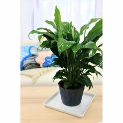 KANTE Sales -KANTE Sales vigoro indoor plants co sy06 3 vi wh e1 1000