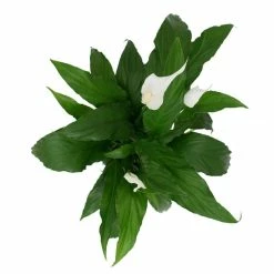 Vigoro 6 in. Peace Lily Indoor Plant in Small White Ribbed Plastic Decor Planter (2-Pack) 19 Vigoro 6 in. Peace Lily Indoor Plant in Small White Ribbed Plastic Decor Planter (2-Pack) -KANTE Sales vigoro indoor plants co sy06 3 vi wh fa 1000