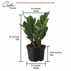 Vigoro 6 in. ZZ Indoor Plant in Small White Ribbed Plastic Decor Planter (2-Pack) -KANTE Sales vigoro indoor plants co zz vi wh 44 1000