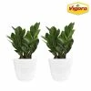 Vigoro 6 in. ZZ Indoor Plant in Small White Ribbed Plastic Decor Planter (2-Pack) 1 Vigoro 6 in. ZZ Indoor Plant in Small White Ribbed Plastic Decor Planter (2-Pack) -KANTE Sales vigoro indoor plants co zz vi wh 64 1000