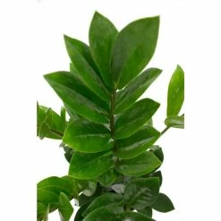 Vigoro 6 in. ZZ Indoor Plant in Small White Ribbed Plastic Decor Planter (2-Pack) -KANTE Sales vigoro indoor plants co zz vi wh 77 1000