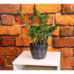 KANTE Sales -KANTE Sales vigoro indoor plants co zz vi wh e1 1000