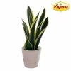 Vigoro 6 in. Sansevieria Snake Plant in Black Decor Pot -KANTE Sales vigoro indoor plants sans6vigoro 64 1000