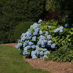 Vigoro 4 ft. x 50 ft. Matrix Grid Heavy-Duty Landscape Fabric (4-Pack) -KANTE Sales vigoro landscape fabric vpnm45085 4pk 77 1000