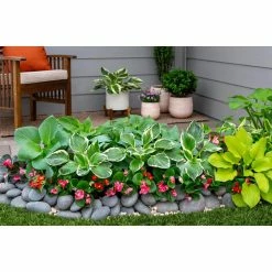 Vigoro 2.5 Qt. Green Variegated Minuteman Hosta Perennial Plant (3-Pack) 9 Vigoro 2.5 Qt. Green Variegated Minuteman Hosta Perennial Plant (3-Pack) -KANTE Sales vigoro perennials 4019 1f 1000