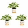 Vigoro 2.5 Qt. Green Variegated Minuteman Hosta Perennial Plant (3-Pack) -KANTE Sales vigoro perennials 4019 64 1000