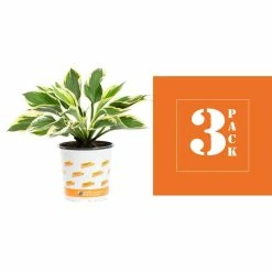 Vigoro 2.5 Qt. Green Variegated Minuteman Hosta Perennial Plant (3-Pack) 8 Vigoro 2.5 Qt. Green Variegated Minuteman Hosta Perennial Plant (3-Pack) -KANTE Sales vigoro perennials 4019 c3 1000