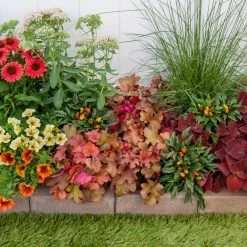 Vigoro 2.5 Qt. Indian Summer Cranberry Heuchera Coral Bells Perennial Plant (3-Pack) -KANTE Sales vigoro perennials 4267 1f 1000