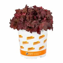 Vigoro 2.5 Qt. Indian Summer Cranberry Heuchera Coral Bells Perennial Plant (3-Pack) -KANTE Sales vigoro perennials 4267 4f 1000