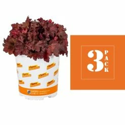 Vigoro 2.5 Qt. Indian Summer Cranberry Heuchera Coral Bells Perennial Plant (3-Pack) -KANTE Sales vigoro perennials 4267 c3 1000