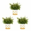 Vigoro 2.5 Qt. Fern Hardy Autumn Perennial Plant (3-Pack) -KANTE Sales vigoro perennials 4542 64 1000