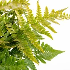 Vigoro 2.5 Qt. Fern Hardy Autumn Perennial Plant (3-Pack) -KANTE Sales vigoro perennials 4542 e1 1000