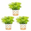 Vigoro 2.5 Qt. Hosta Rainforest Sunrise Perennial Plant (3-Pack) -KANTE Sales vigoro perennials 4550 64 1000