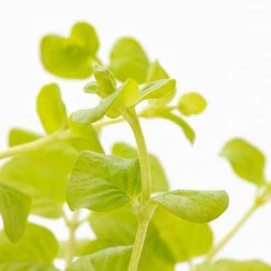 1 Pt. Vigoro Accent Lysimachia Creeping Jenny Green Perennial Plant (6-Pack) -KANTE Sales vigoro perennials 5122 4f 1000