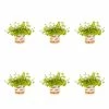 1 Pt. Vigoro Accent Lysimachia Creeping Jenny Green Perennial Plant (6-Pack) 1 1 Pt. Vigoro Accent Lysimachia Creeping Jenny Green Perennial Plant (6-Pack) -KANTE Sales vigoro perennials 5122 64 1000