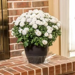 Vigoro 12 in. Plastic Deep Planter Liner -KANTE Sales vigoro plant liners dl12vg 1f 1000