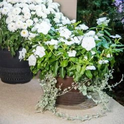 Vigoro 12 in. Plastic Deep Planter Liner -KANTE Sales vigoro plant liners dl12vg 4f 1000