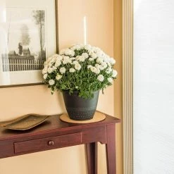 Vigoro 10 in. Cork Mat 10 Vigoro 10 in. Cork Mat -KANTE Sales vigoro planter saucers cm10phbdi 4f 1000