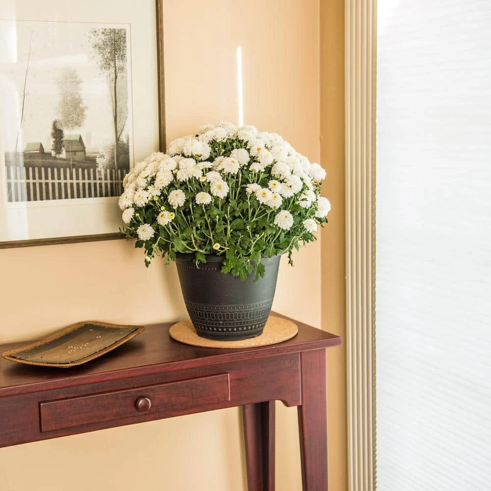 Vigoro 10 in. Cork Mat 5 Vigoro 10 in. Cork Mat - Image 3