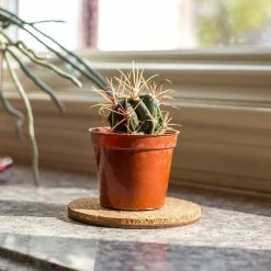 Vigoro 4 in. Cork Mat -KANTE Sales vigoro planter saucers cm4phbdi 4f 1000