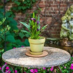 Vigoro 6 in. Cork Mat -KANTE Sales vigoro planter saucers cm6phbdi 44 1000