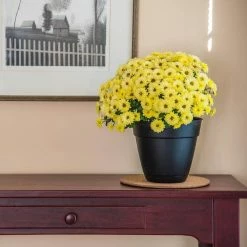 Vigoro 8 in. Cork Mat 9 Vigoro 8 in. Cork Mat -KANTE Sales vigoro planter saucers cm8phbdi 1f 1000