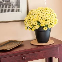 Vigoro 8 in. Cork Mat 8 Vigoro 8 in. Cork Mat -KANTE Sales vigoro planter saucers cm8phbdi 4f 1000