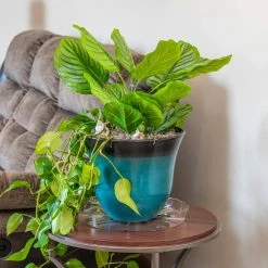 Vigoro 14 in. Plastic Plant Saucer -KANTE Sales vigoro planter saucers vs14vg 44 1000