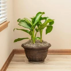 Vigoro 14 in. Plastic Plant Saucer -KANTE Sales vigoro planter saucers vs14vg 4f 1000