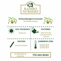 Vigoro 6 in. Christmas Cactus with Red Pot Cover -KANTE Sales vigoro succulents 81826 44 1000