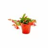 Vigoro 6 in. Christmas Cactus with Red Pot Cover -KANTE Sales vigoro succulents 81826 64 1000