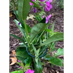 Vigoro 18 in. H x 1.50 in. W Steel Plant Prop -KANTE Sales vigoro tomato cages 611872 hd 31 1000