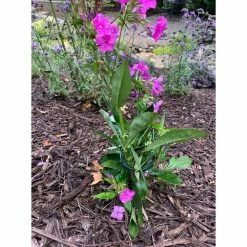 Vigoro 36 in. H x 2.24 in. W Metal Plant Prop 21 Vigoro 36 in. H x 2.24 in. W Metal Plant Prop -KANTE Sales vigoro tomato cages 613672 hd 31 1000