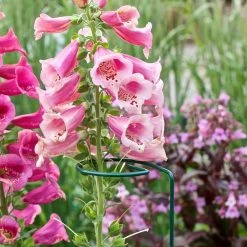 Vigoro 36 in. H x 2.24 in. W Metal Plant Prop 19 Vigoro 36 in. H x 2.24 in. W Metal Plant Prop -KANTE Sales vigoro tomato cages 613672 hd fa 1000