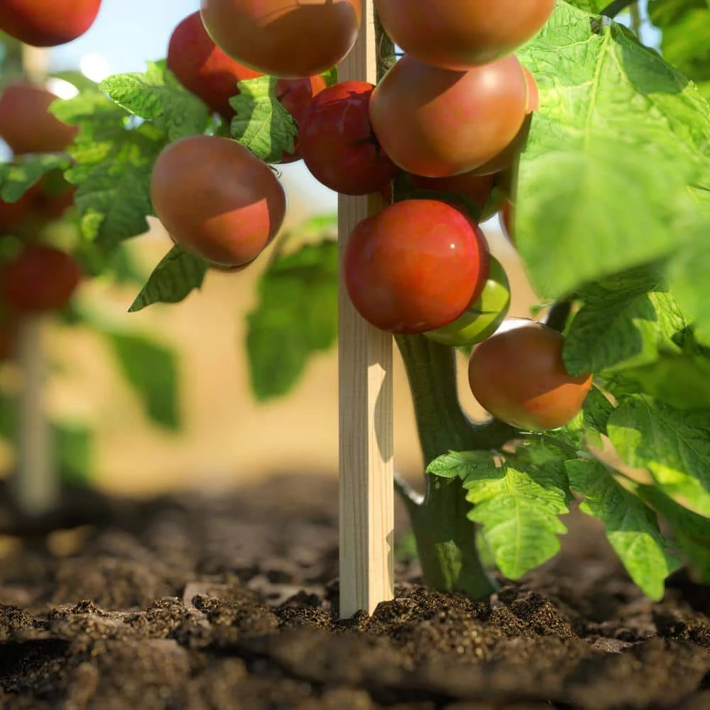 Vigoro 4 ft. Wooden Garden Stake 4 Vigoro 4 ft. Wooden Garden Stake - Image 2