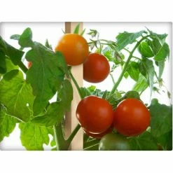 Vigoro 5 ft. Wooden Garden Stake -KANTE Sales vigoro tomato cages rc 85n 1f 1000