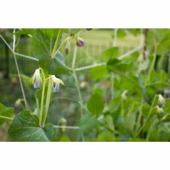 Vigoro 5 ft. x 8 ft. Sturdy Garden Trellis -KANTE Sales white vigoro tomato cages t008avg 31 1000