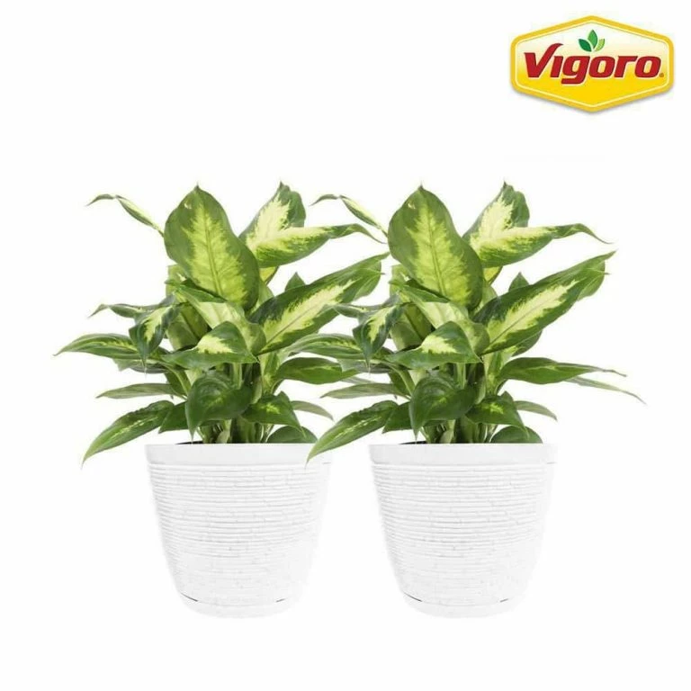 KANTE Sales -KANTE Sales vigoro indoor plants co dief 3 vi wh 64 1000 768x768 1